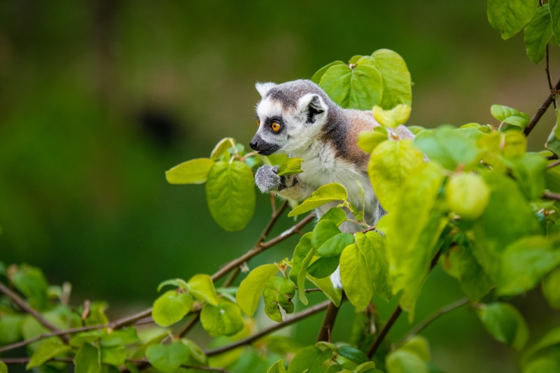 madagascar, wildlife, d7100, tier, apenheul, baum, Ring-Tailed Lemur, cola, lemur  catta, sugar, madagaskar, Maki, iucn, tierpark, augen, kinder, netherlands