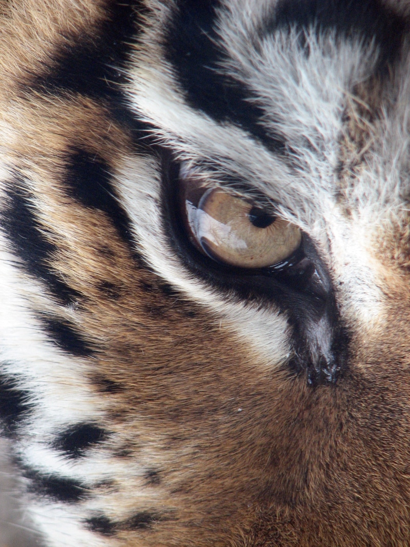 closeup, animal body part, animal hair, no people, undomesticated Cat, photo, domestic, close-up, feline, pittsburgh, siberian tiger, dog, animal, panthera tigris altaica