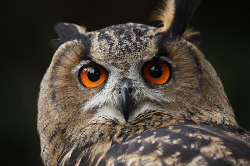 bird, animal, carnivore, looking at camera, wildlife, night, eagle Owl, waldkautz, nocturnal, owl, portrait, no people, one animal, nature, animal head