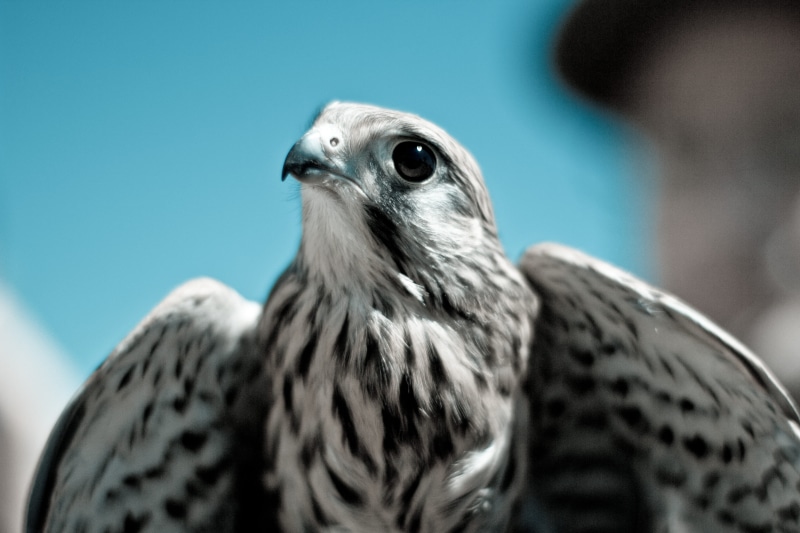 wild, animal themes, hawk, animal eye, white, bird, birds of prey, black, eagle, animal head, close-up, bokeh, avian, look, focus on foreground, wing, day