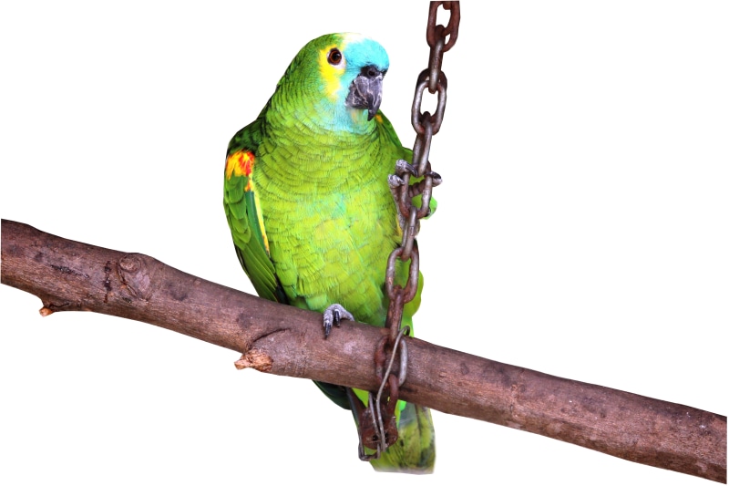 tropical Climate, plant, White, blue, pet bird, green Color, Background, perching, animal, multi Colored, parakeet, vertebrate, yellow, wildlife, parrot on white background