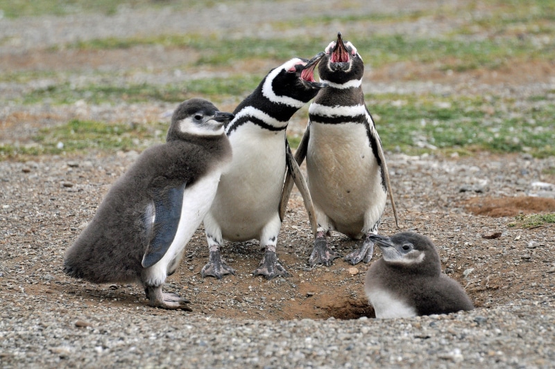 family, ground, wild, bird, travel, full length, penguin, focus on foreground, birds, outdoors, portrait, vertebrate, dig, group of animals, nature, cute