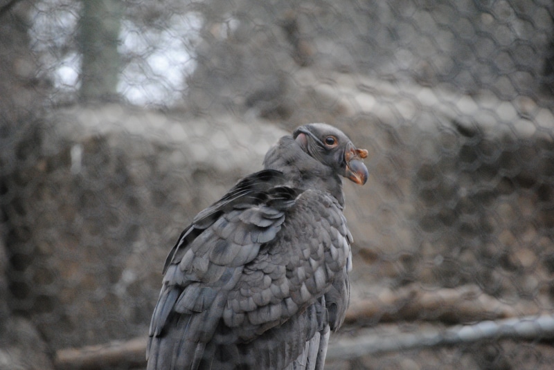 day, Zoo, looking away, beak, birdcage, trapped, looking, Black, wire, Vulture, enclosure, hanging, nature, focus on foreground, gray, black, shape, Bird