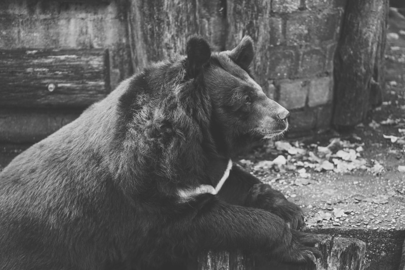 fencing, lonely, outdoors, mammal, Bear, wildlife photography, sitting, Black And White, powerful, animals in the wild, thinking, alone, 5K, sadness, nature