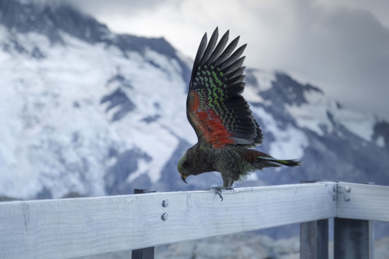 black, fence, snowcapped mountain, white, one animal, nature, wildlife, daytime, new zealand, flicker bird, wood - material, bird, mount cook national park