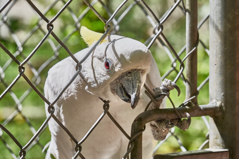 trapped, security, barrier, scream, barbed wire, white cockatoo, bill, Cockatoo, white color, fence, protection, plant, chainlink fence, Zoo, wire, no people