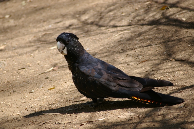 animal, parrot, native, bird, land, nature, pigeon, black parrot, one animal, black, black cockatoo, day, no people, animal wildlife, high angle view, shadow