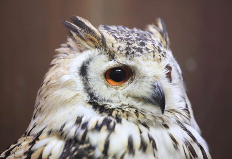 selective focus, nature, wildlife, binomial, focus, Bengal Eagle-Owl, Bubo bengalensis, selective, taxonomy, animals In The Wild, close-up, black, 5D  Mark II