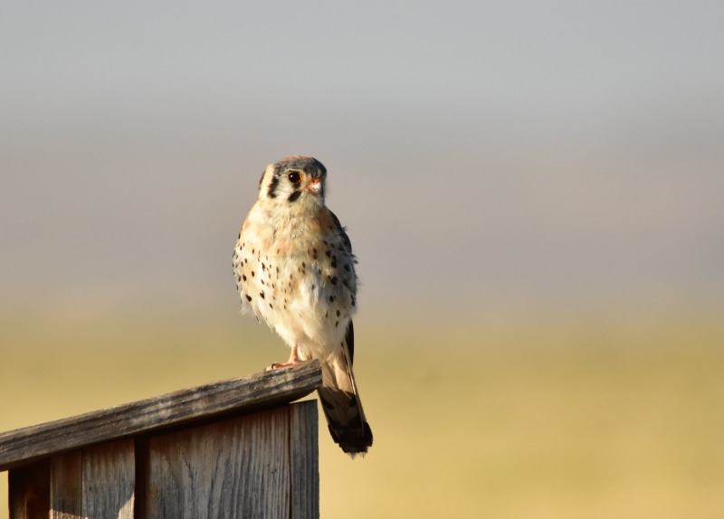 wildlife, MIgratory Bird, 2K, brown, outdoors, CONSERVATION, refuge, Seedskadee National Wildlife Refuge, wooden, Wyoming, bird, fence, USFWS, bird of Prey