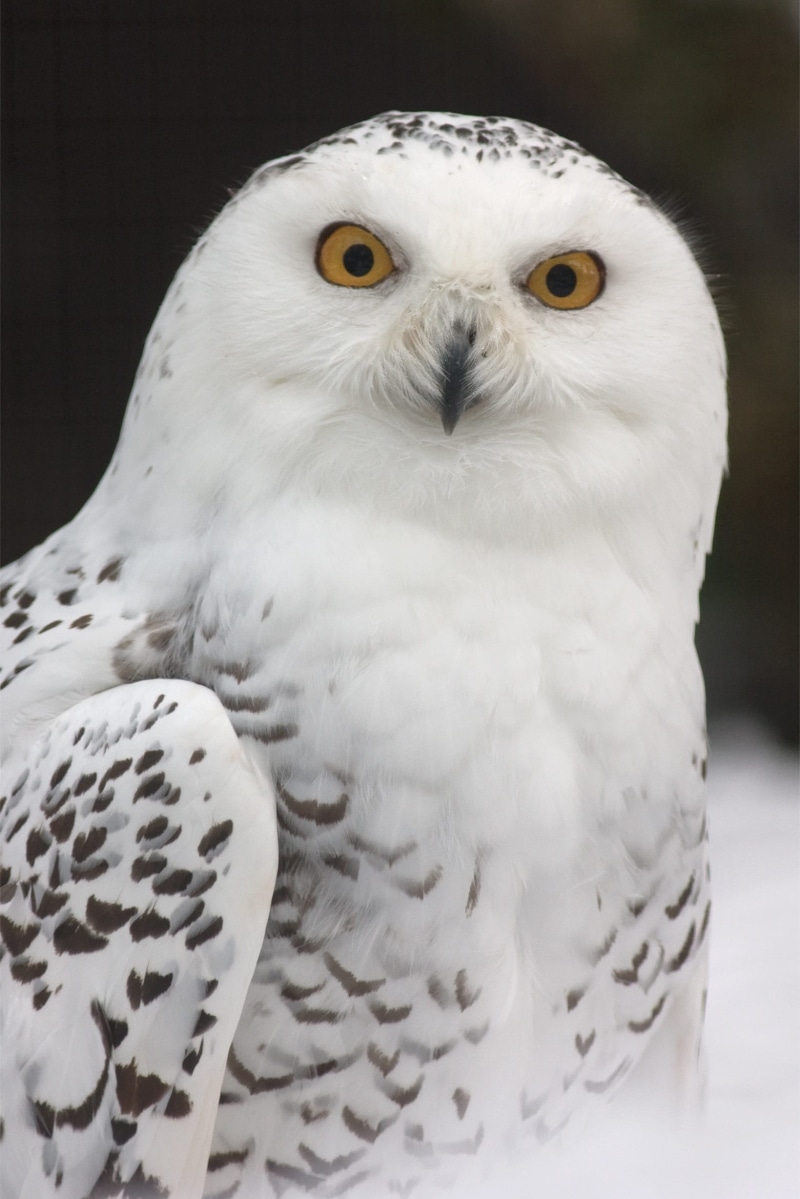 nature, eagle, yellow eyes, bird, focus on foreground, white color, animal body part, animal eye, one animal, gray, portrait, animal head, snow owl, beak