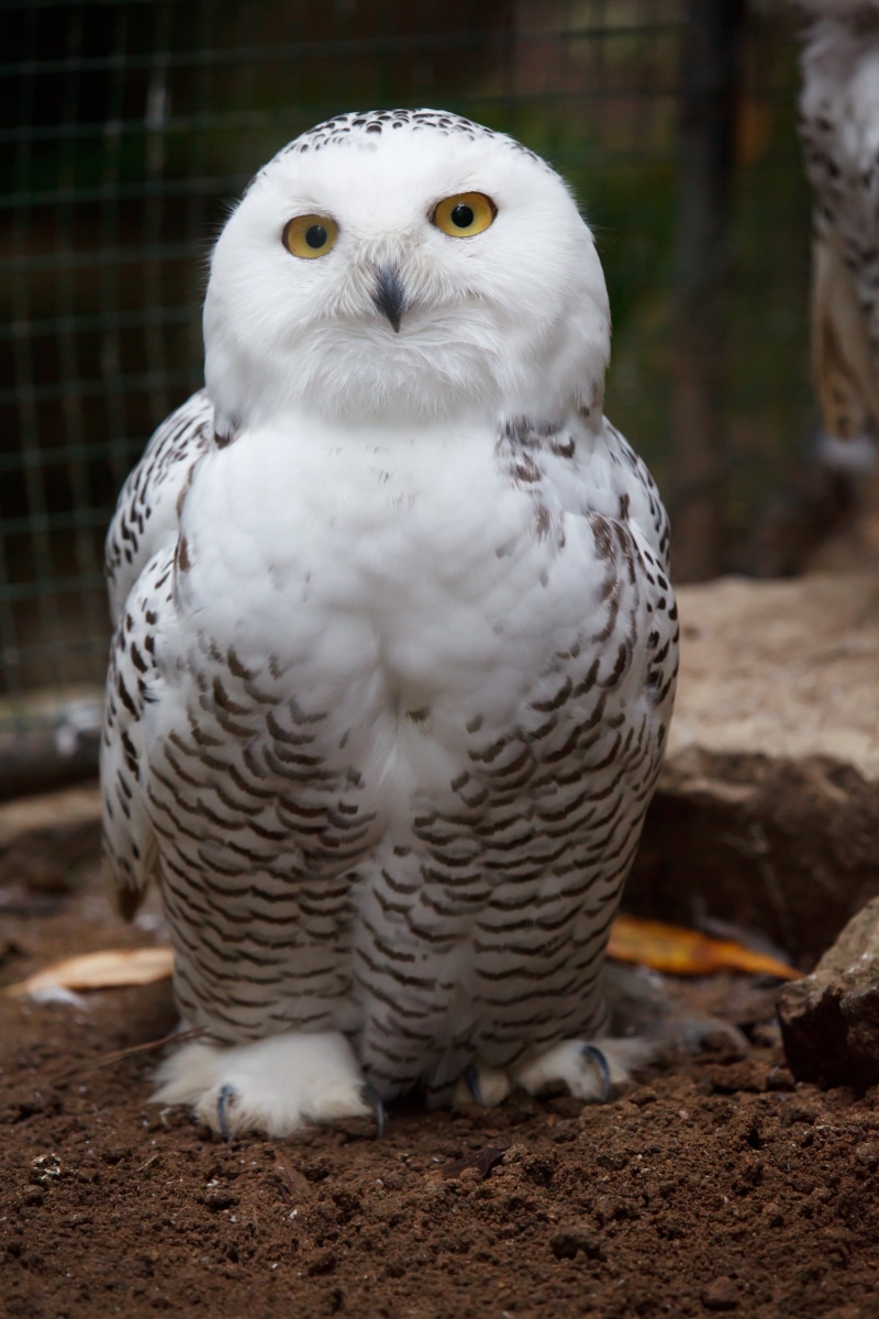 animal, eye, white color, closeup, bird, animals in the wild, 4K, snow, day, nature, outdoors, animal wildlife, looking at camera, predator, wild, snowy