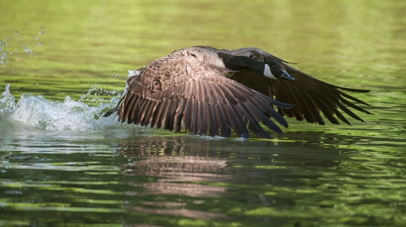 birds, brown, day, spread wings, animal themes, no people, white, take off, mallard, animal wing, nature, water bird, bird of prey, spring dress, bird