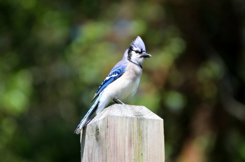 avian, animal wildlife, wing, bird, wild, profile, boundary, garden, fence, vertebrate, focus on foreground, woods, selective, songbird, perching, park