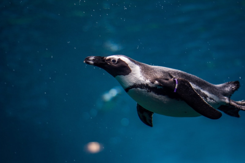 mammal, photography, sea life, arctic, black, mouth open, ocean, undersea, wildlife, wroclaw, no people, underwater, blue, sealife, tagged, feather, white