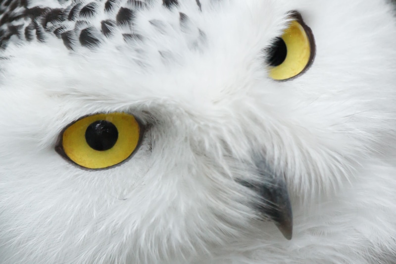 yellow, animal themes, white, focus on foreground, raptor, white color, whisker, feather, cat, close-up, close, eyes, fluffy, day, animal, bird, 1080P
