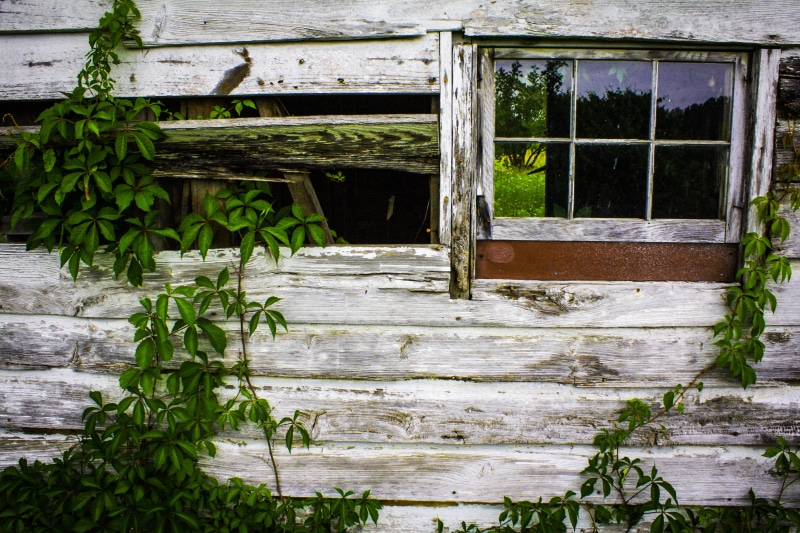 growth, day, Agriculture, wood - Material, flora, wood, heat, farming, environment, old, danger, nature, glass, destruction, dangerous, Barn, plant, dead