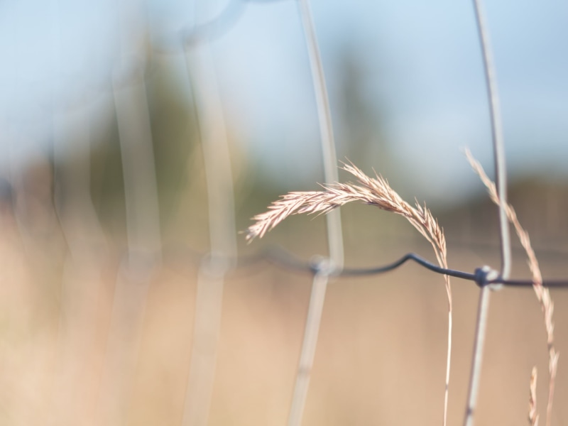 CZJ, lens, HFF, MFT, stainless steel, wired, barbed Wire, bokeh, F1.8, nature, greener, 1080P, steel, stainless, fence, Sommer, Panasonic Lumix GX8, The other side
