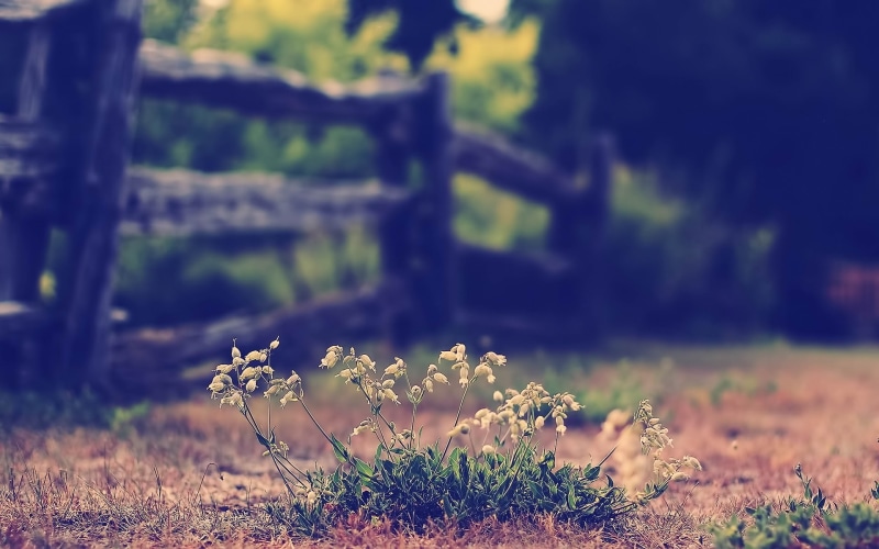 hd, nature, flowers, macro, 1080P, blur, fence
