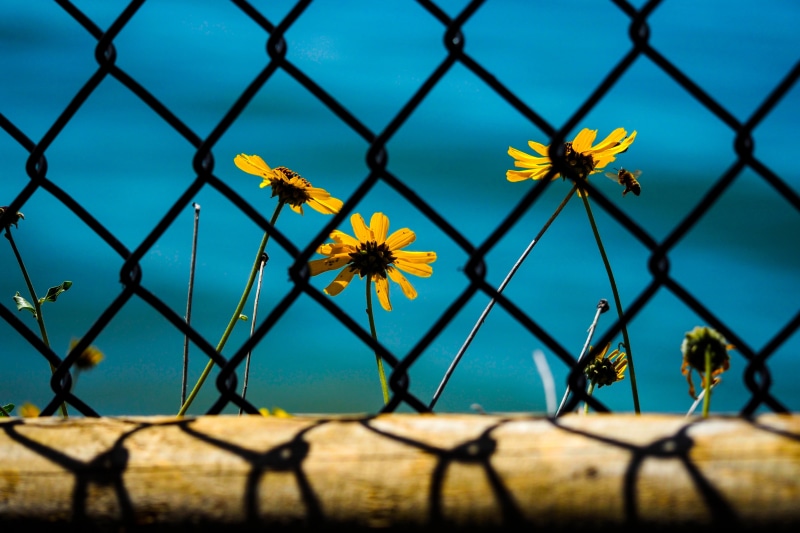 barbed wire, nature, safety, wire, fence, outdoors, barrier, security, no people, day, flower, freshness, close-up, plant, petal, 4K, fragility, chainlink fence