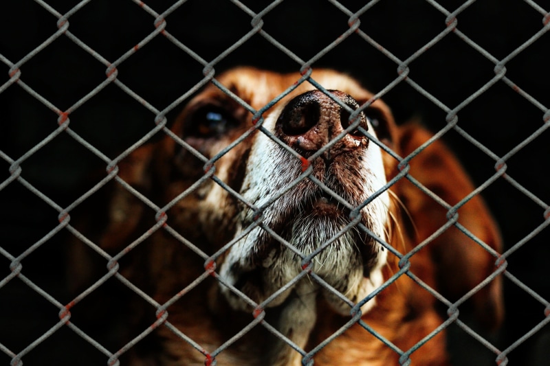 photo, sad, save, chainlink fence, helpless, wire mesh, mammal, animal themes, pets, dog, security, animals, safety, terrible, barrier, cute, charity, focus on foreground