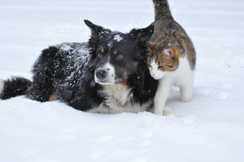 vertebrate, snowing, animal themes, 4K, outdoors, coated, friendship, brown, canine, purebred Dog, no people, cute, domestic animals, winter, medium, cold - Temperature
