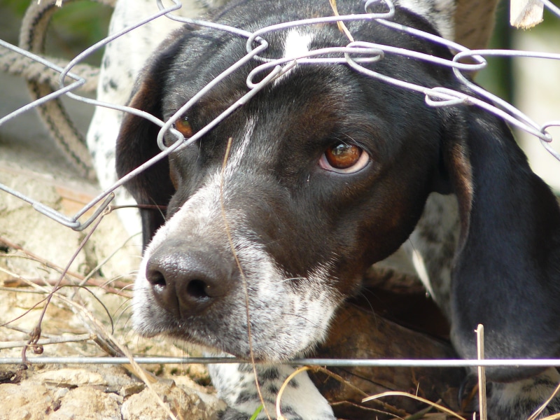 mammal, close-up, animal themes, view, brown, threat of dog, south, white, fear, barrier, one Animal, adult, black, 2K, animal, looking away, chained