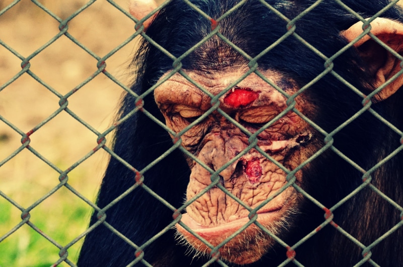 help, cruelty to animals, animal, one animal, not, cage, animals, imprisoned, portrait, chainlink fence, vertebrate, wire mesh, äffchen, animals in captivity