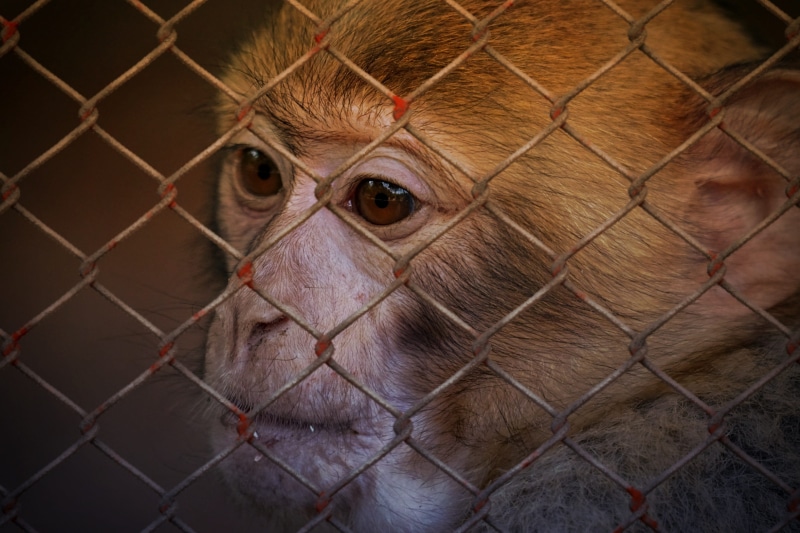 animal head, animal themes, boundary, one animal, sweet, animal wildlife, animal world, ape, animal, wire mesh, poor animal, äffchen, fence, terrible, 2K