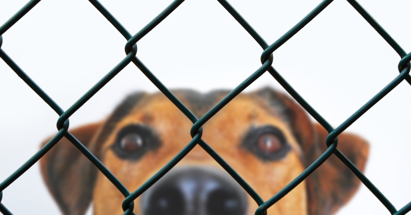 headshot, imprisoned, day, fence, animal welfare, boundary, 2K, animal rescue, one person, barrier, portrait, security, pattern, men, safety, grid, sport