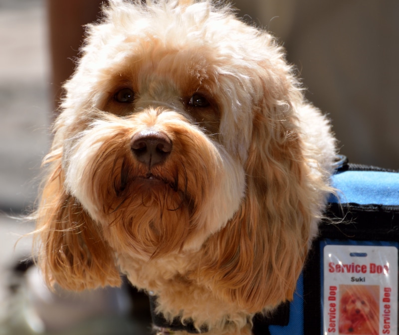 aid, animal hair, one animal, small, animal head, shih tzu, pet, mammal, 2K, assist, handicapped, animal themes, long, domestic, looking at camera, love