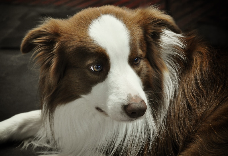 hairstyle, hair, hats, animal themes, animal body part, quadruped, one animal, pets, dog, no people, dog head, mammal, black, animal head, nature, domestic