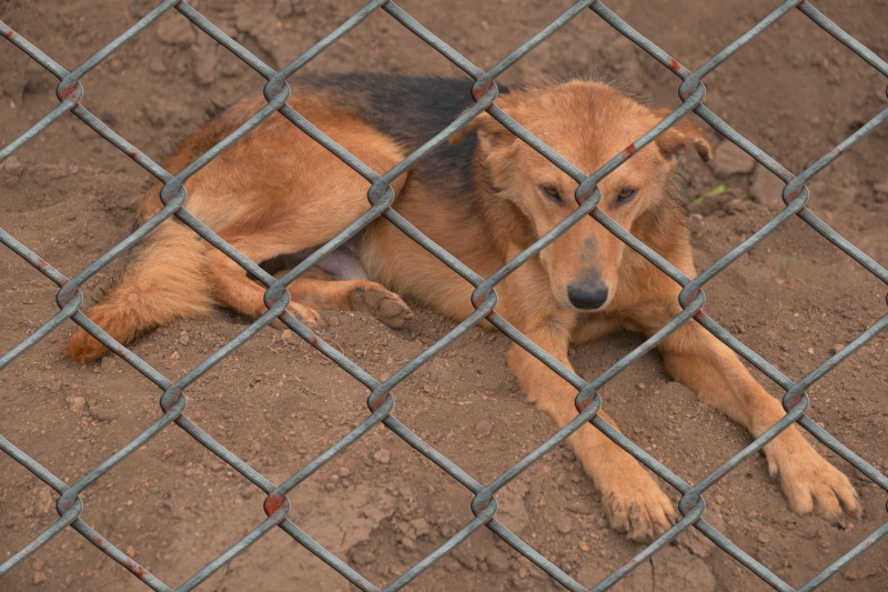 tan, wire, animal themes, cage, 2K, day, vertebrate, animal wildlife, exposed, animal world, animal welfare, animal body part, cruelty to animals, wire mesh fence