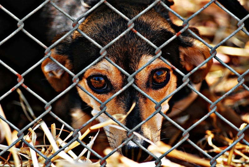 cute, monkey, adult, cage, chainlink fence, chihuahua, animal shelter, charity, dog, help, front, one animal, terrible, animals in captivity, emergency
