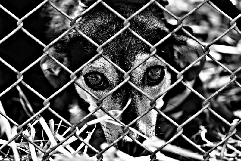 close-up, looking at camera, cute, fence, barrier, Animal Welfare, monkey, terrible, boundary, animals in captivity, primate, Dog, cage, animal, chainlink fence