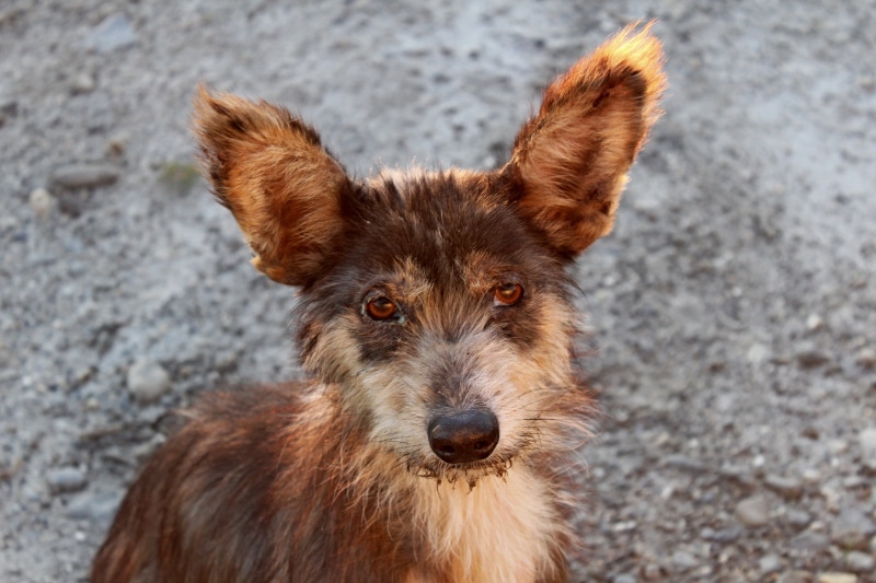 happy, view, closeup, vertebrate, poster, adoption, shelter, doggy, sad, 5K, hand, lonely, focus on foreground, mammal, close-up, animal themes, puppy