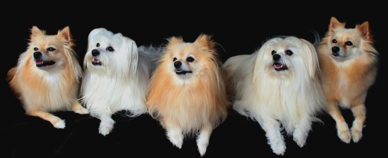 animal, eyes, looking at camera, domestic Animals, three, dear, legs, white, dog, concerns, studio shot, mammal, pomeranian, small, purebred Dog, head