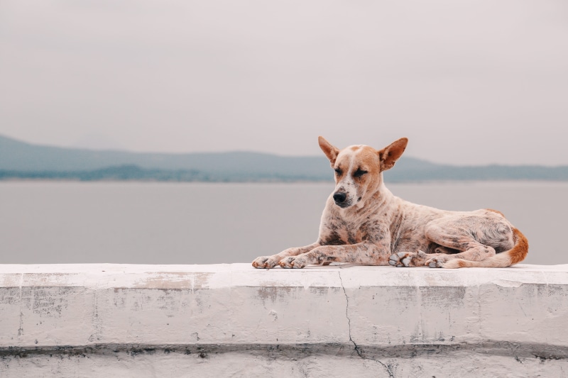 dam, near, portrait, day, poor, mammal, animal, brown, lake, looking at camera, sad, platform, blue, concrete, white, pets, domestic animals, welfare, dog