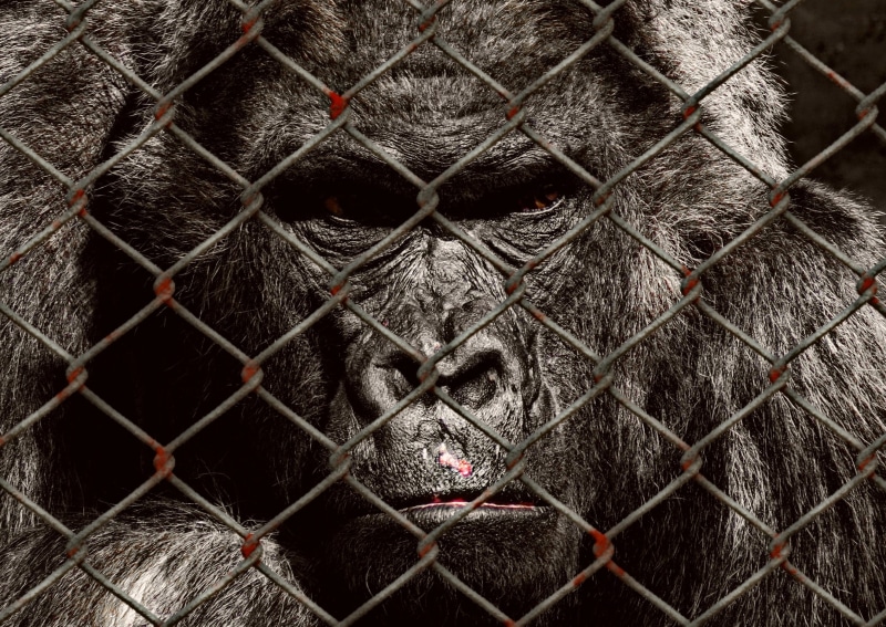 metal, animal wildlife, charity, helpless, animal themes, cage, not, animal body part, photo, heartbreaking, zoo, poor animal, animal, no people, mammal