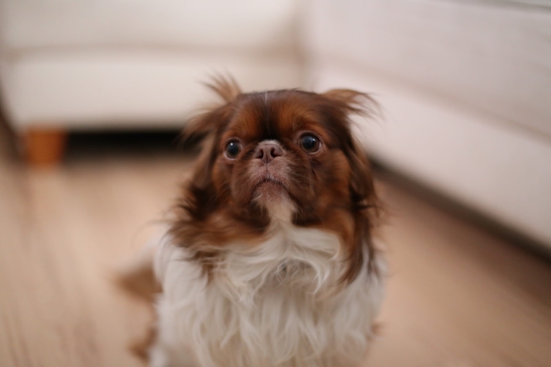 animal, no people, frightened, mammal, adorable, shih tzu, domestic animals, pet, afraid, sorrow, eyes, scared, lonely, purebred dog, 1080P, small, white