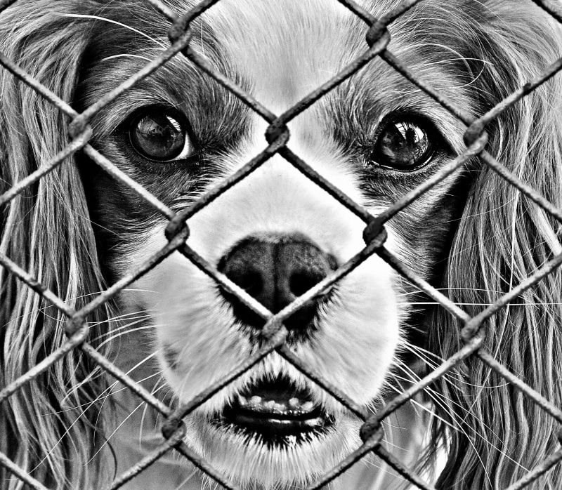 poor animal, terrible, animal body part, animal shelter, charity, animal rescue, pets, animal mouth, mammal, fence, dog, rescue, domestic animals, emergency