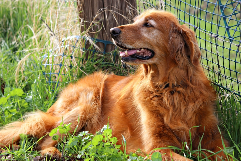 5K, land, animal head, day, mouth open, nature, outdoors, golden retriever, blue metal, metal, play, domestic, golden, animal, grass, mammal, long, happiness