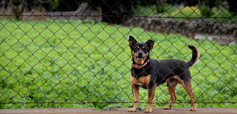security, portrait, curious, animal rescue, poor animal, 4K, not, canine, mammal, domestic animals, dog, animal world, looking at camera, one animal, domestic
