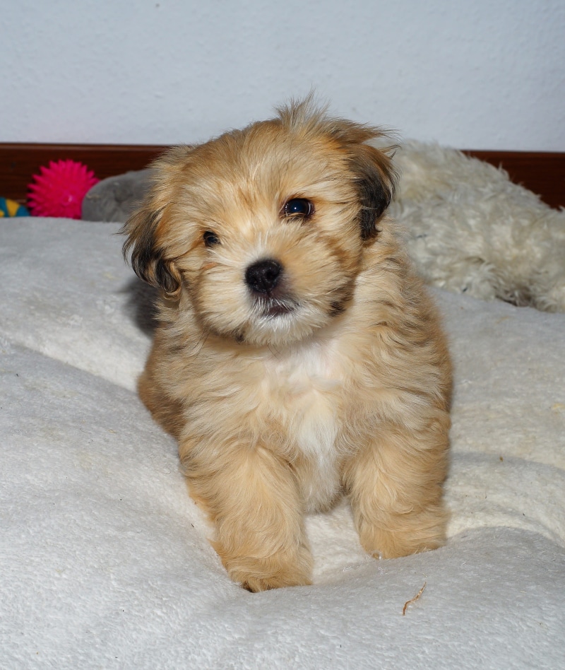 mammal, family dog, young animal, vertebrate, domestic, brown, pet, small, affectionate, sweet, coated, animal, animal world, white, relaxation, pets, canine
