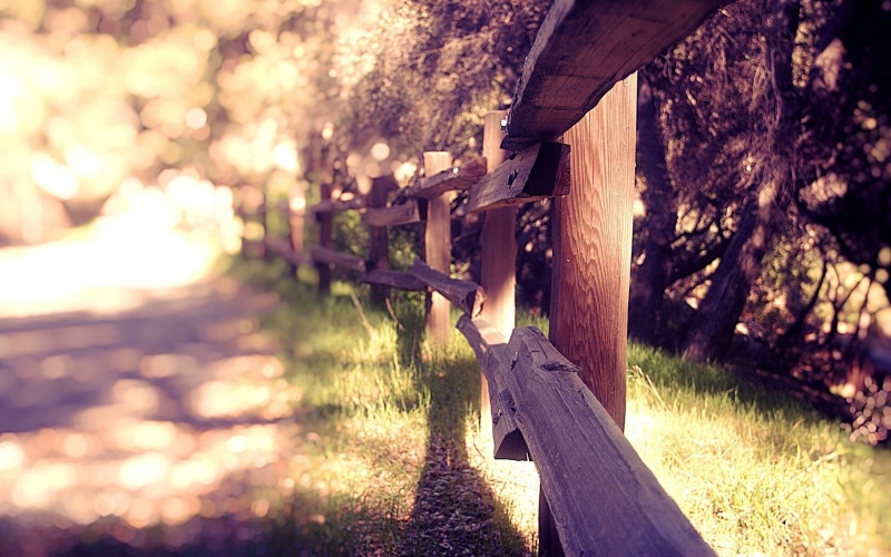 built structure, photography, plant, growth, land, wooden, fence, nature, wood, outdoors, sunlight, forest, selective focus, 2K, brown, tree, bridge, wood - material