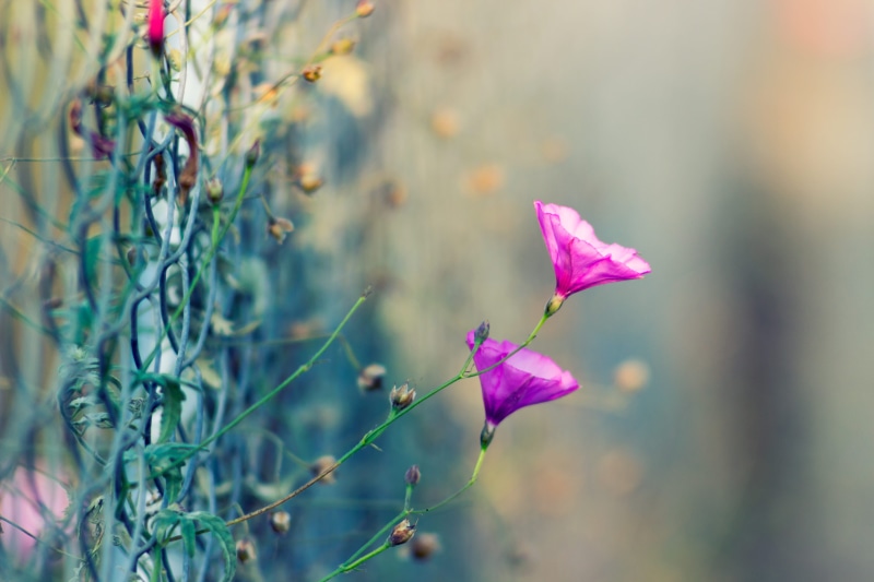 color, summer, inflorescence, flowers, flower, close-up, wild, bloom, wildflower, flowering plant, fence, day, plants, selective focus, nature, vulnerability