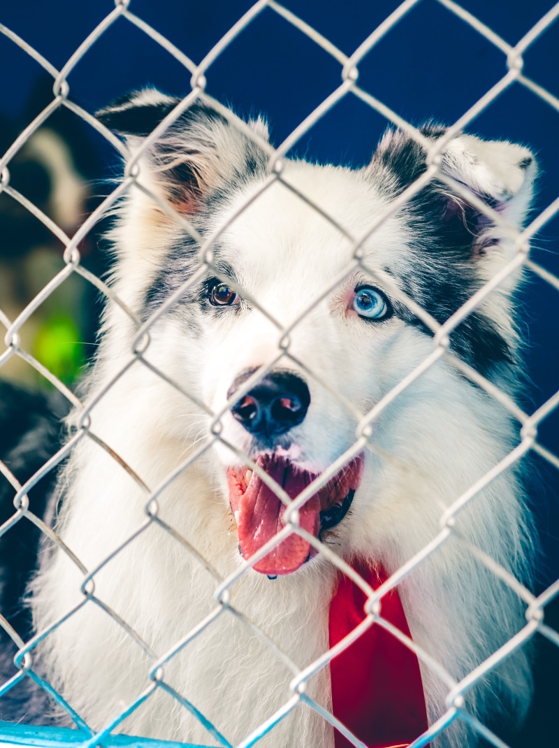 animal, pets, siberian husky, boundary, fur, cute, different, purebred, barrier, furry, mouth open, animal body part, portrait, adorable, snout, canidae