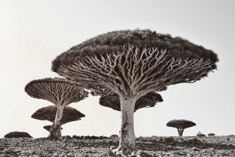 plant, tree, outdoors, Landscape, monochrome, nature, photo, mono, grayscale, alien, 5K, trees, black and white, Dracaena  cinnabari, flora, Socotra  Island