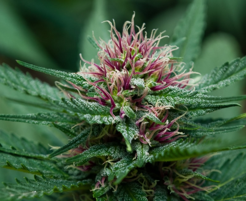 1080P, drugs, green color, outdoors, focus on foreground, marijuana, spiky, plant part, no people, flower, day, leaf, nature, plant, vulnerability, beauty in nature