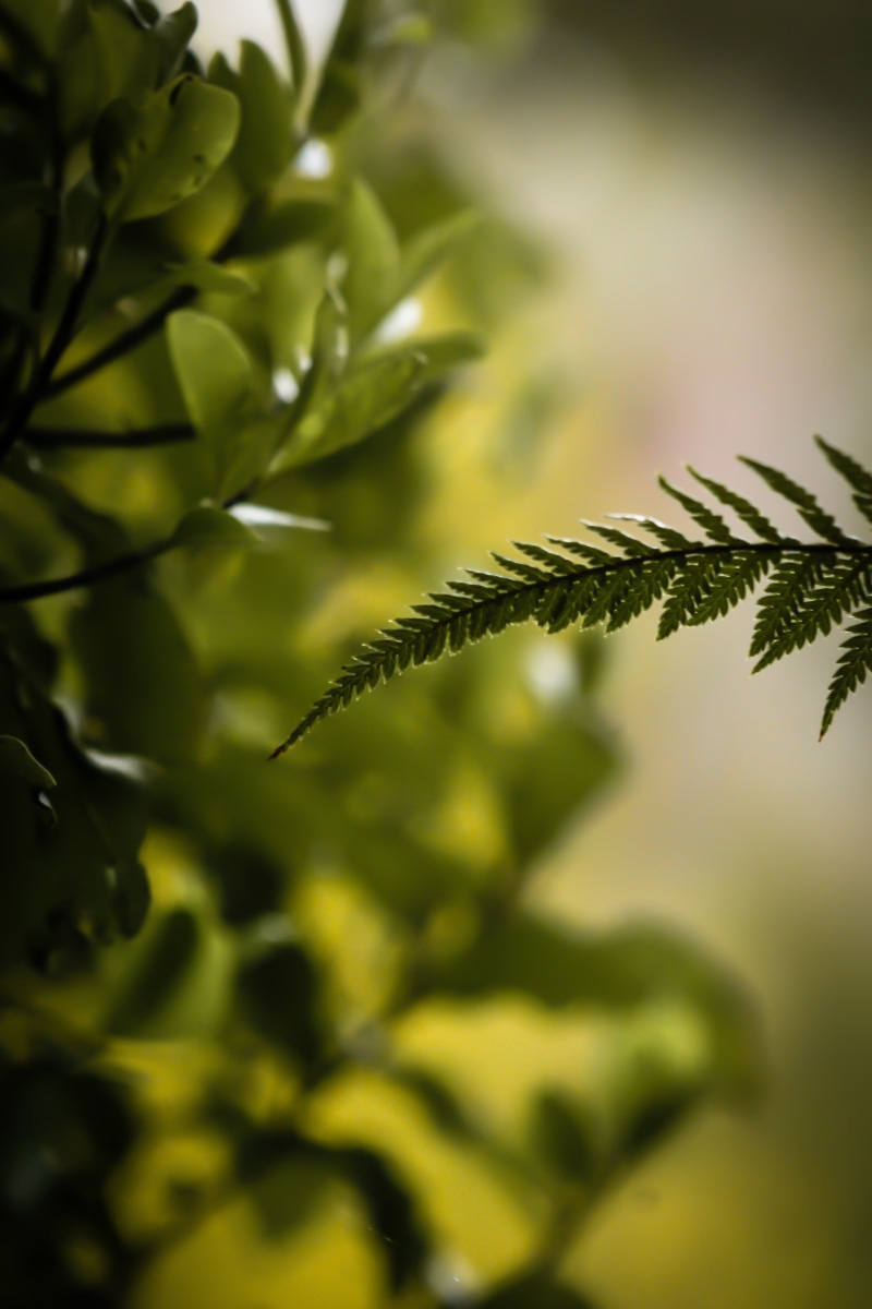 iconic, no people, curve, growth, arty, fern, beauty in nature, green color, green, greenery, day, leaves, native, shallow, selective focus, close-up, freshness