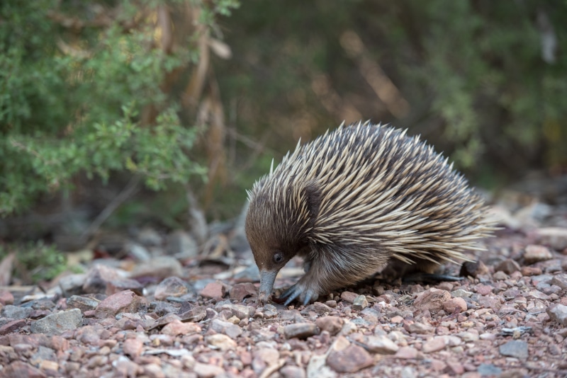 outdoors, field, no people, pebble, vertebrate, close-up, animal wildlife, one animal, selective focus, animals in the wild, monotreme, plant, nature, australia